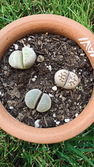 Lithops