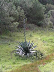 Agave atrovirens mirabilis