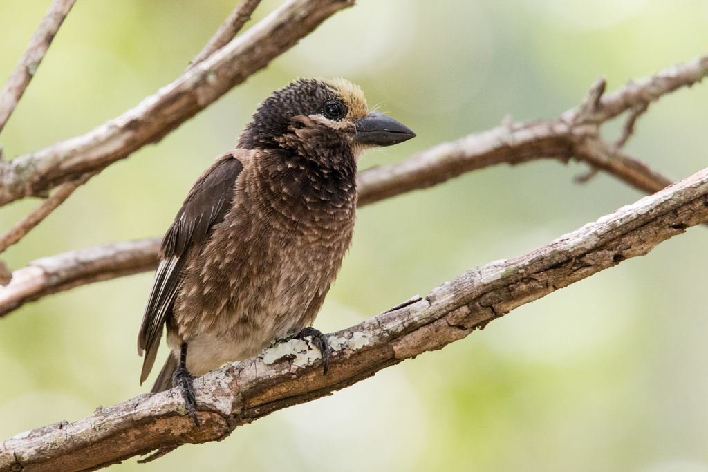 Whyte's Barbet photo