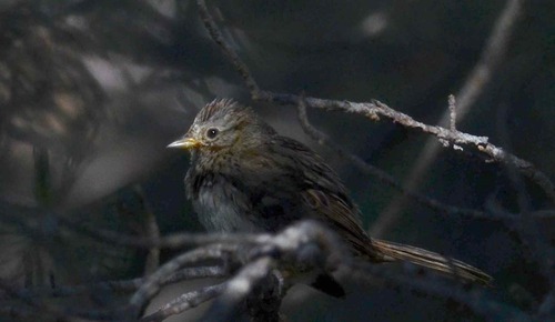iNaturalist observation photo of Lincoln's Sparrow