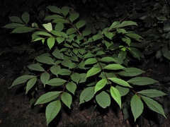 Toxicodendron vernix