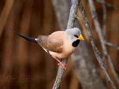 Poephila acuticauda acuticauda