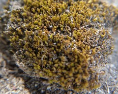 Bryopsida