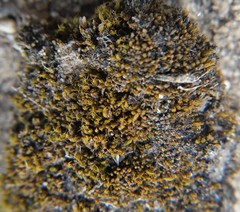 Bryopsida