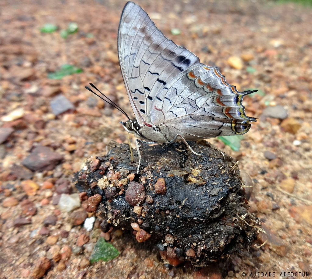 Silvery Demon Charaxes
