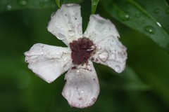 Microbotryum saponariae