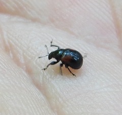 Synolabus bipustulatus