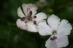 Microbotryum saponariae