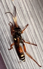 Ichneumon ambulatorius
