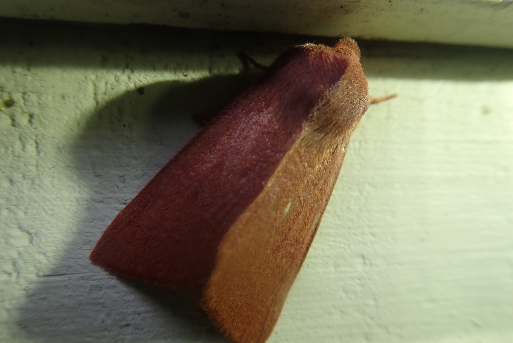 Orthosia mys caloramica