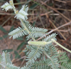 Dalea albiflora