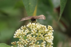 Achlyodes