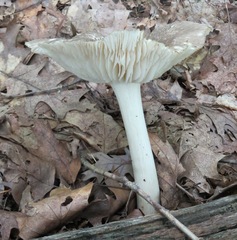 Megacollybia
