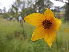 Bidens serrulata
