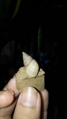 Bulimulus tenuissimus