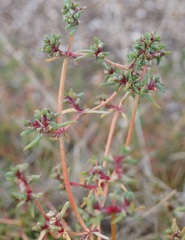 Petrosimonia brachiata