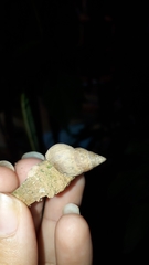 Bulimulus tenuissimus