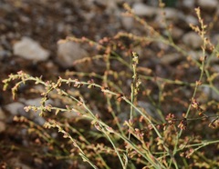 Polygonum patulum