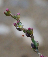 Polygonum patulum