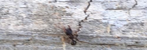 Myrmecina