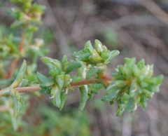 Petrosimonia brachiata