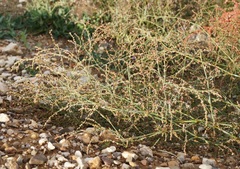 Polygonum patulum