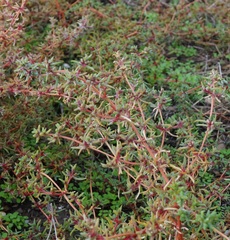 Petrosimonia brachiata