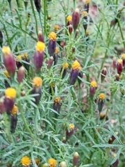 Tagetes coronopifolia