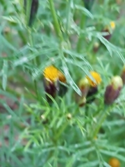 Tagetes coronopifolia