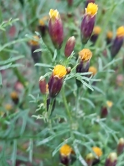 Tagetes coronopifolia