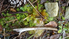 Sphagnum cuspidatum