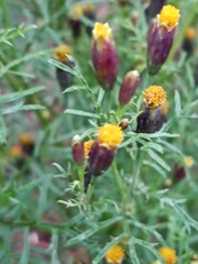 Tagetes coronopifolia