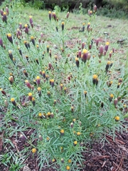 Tagetes coronopifolia