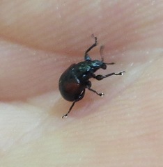 Synolabus bipustulatus