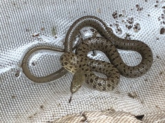 Thamnophis rufipunctatus