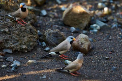 Poephila acuticauda acuticauda