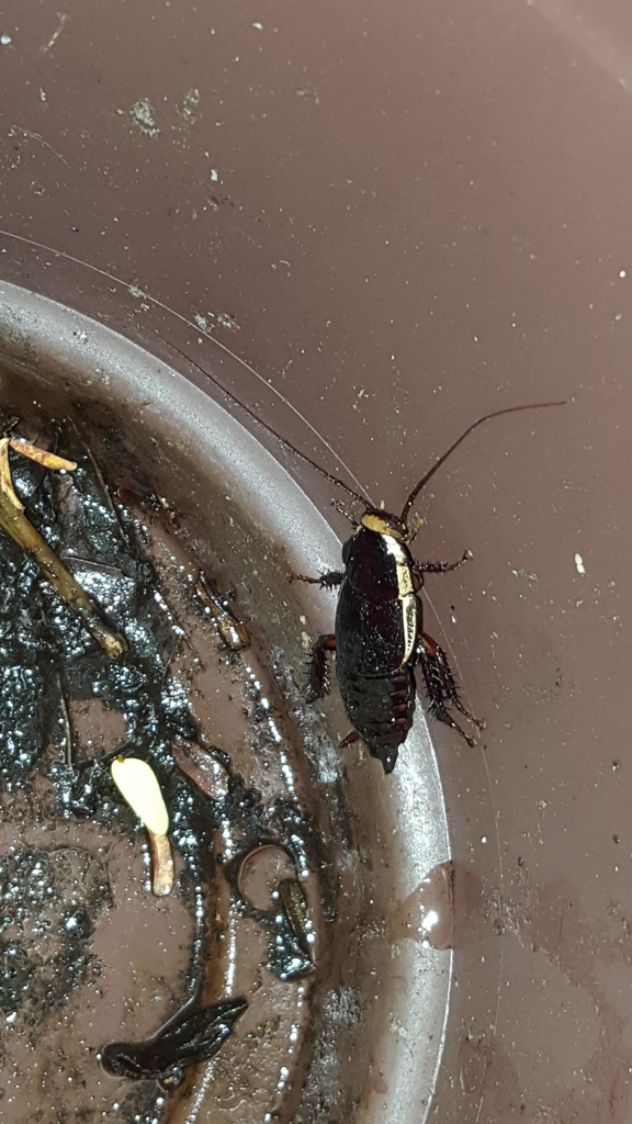 Pelmatosilpha coriacea