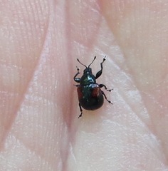 Synolabus bipustulatus