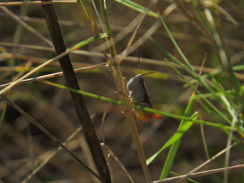 koník lesný (Chorthippus vagans)