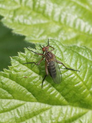 Empis livida