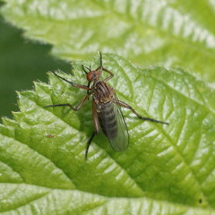 Empis livida