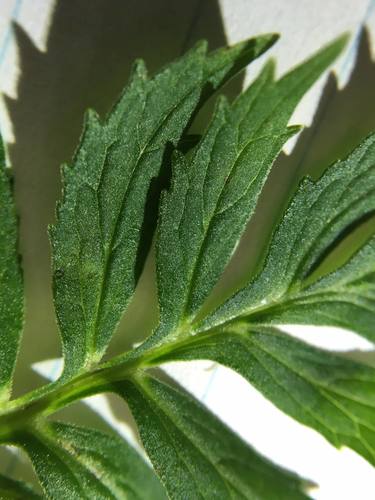 Vaistinis valerijonas nuotrauka