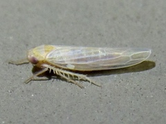Balclutha neglecta