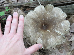 Megacollybia