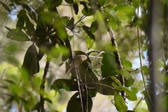 Newtonia brunneicauda