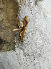 Agathodes designalis