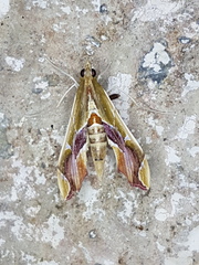 Agathodes designalis