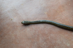 Thamnosophis epistibes