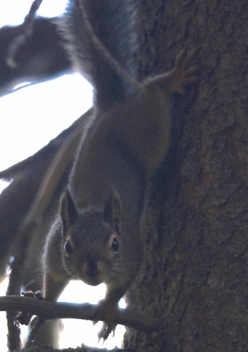iNaturalist observation photo of Douglas's Squirrel