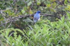 Cyanolanius madagascarinus